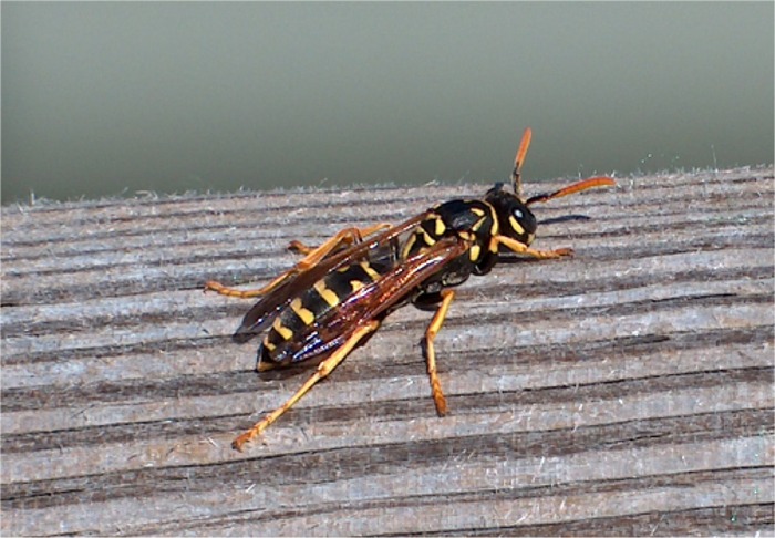 Polistes gallicus?